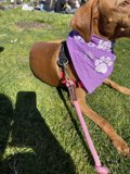 Stylish Vizsla