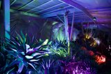 Enchanted Night in the Garden