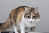 Tabletop Tomcat