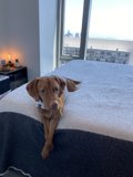 Restful Vizsla