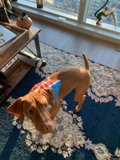 Patriot Pup