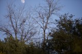 Moonlit Tree