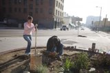 Planting Roots