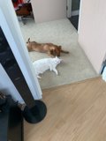 Companionship on the Hardwood Floor