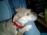 Comfortable Canine