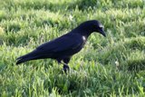 The Solitary Raven of Fort Mason