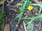 Sunny Yellow Blossom