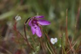 Solo Purple Bloom