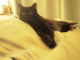 Cozy Cat Nap