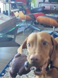Cute Beagle with Stuffed Animal in Living Room