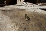 Grounded Butterfly