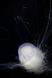 Ethereal Depths: The Enigma of the Jellyfish