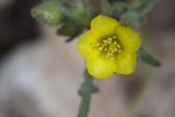 Geranium Pollen Close-Up