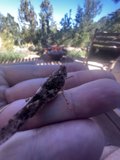 Encounter with a Tiny Insect