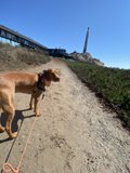 Walk with a Vizsla on a Dirt Path