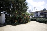 The Majestic Monterey Tree