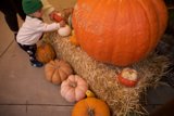 Pumpkin Playtime in Big Sur