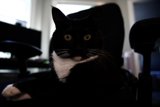 Monochrome Whiskers