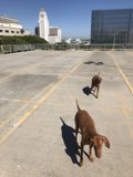 City Dogs