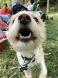 Happy Pup with Accessories