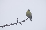 Yellow-Green Finch Perched on Winter Branch