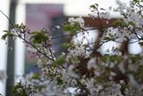 Delicate Cherry Blossoms
