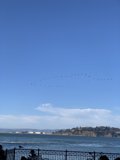 Flying Flock Over the Ocean