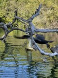 Flight over Stow Lake