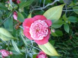 Pink Blossom in Bloom