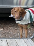 Colorful Canine on Wooden Bench