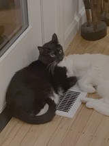 Two Cats Sharing Warmth by Floor Vent