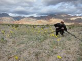 Amidst the Golden Wilderness