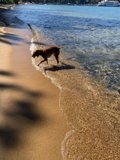 Beach Day Fun with Furry Friend