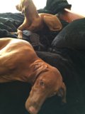 Relaxation Time with Our Canine Companions