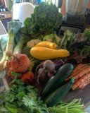 Fresh Harvest Bounty