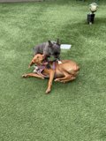 Pawsome Playtime on the Grass