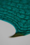 Vivid Green Leaf