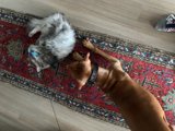 Furry Friends Lounge on Hardwood Rug