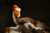 Majestic Vulture