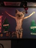 Feline Symbolism