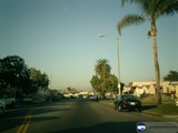 Palm-lined Street in the City