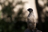 Meerkat Takes in the View