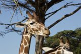 Gentle Giants of the SF Zoo: An Afternoon Rendezvous