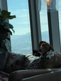 City View Cuddle Buddies