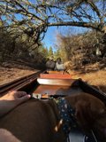 Train Ride with Furry Companion
