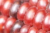Crimson Spotted Corn