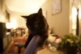 The Cozy Companion