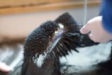 Cleaning a Bird's Feathers