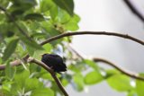 Tranquil Perch