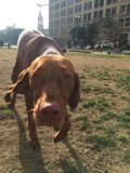 Friendly Furry Face